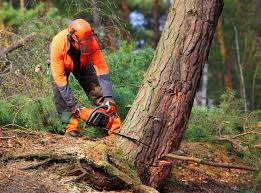 Professional Tree Services in Hoopeston, IL